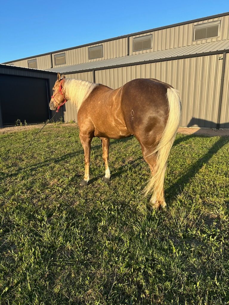 A brown and white horse is standing in a grassy field in front of a building.