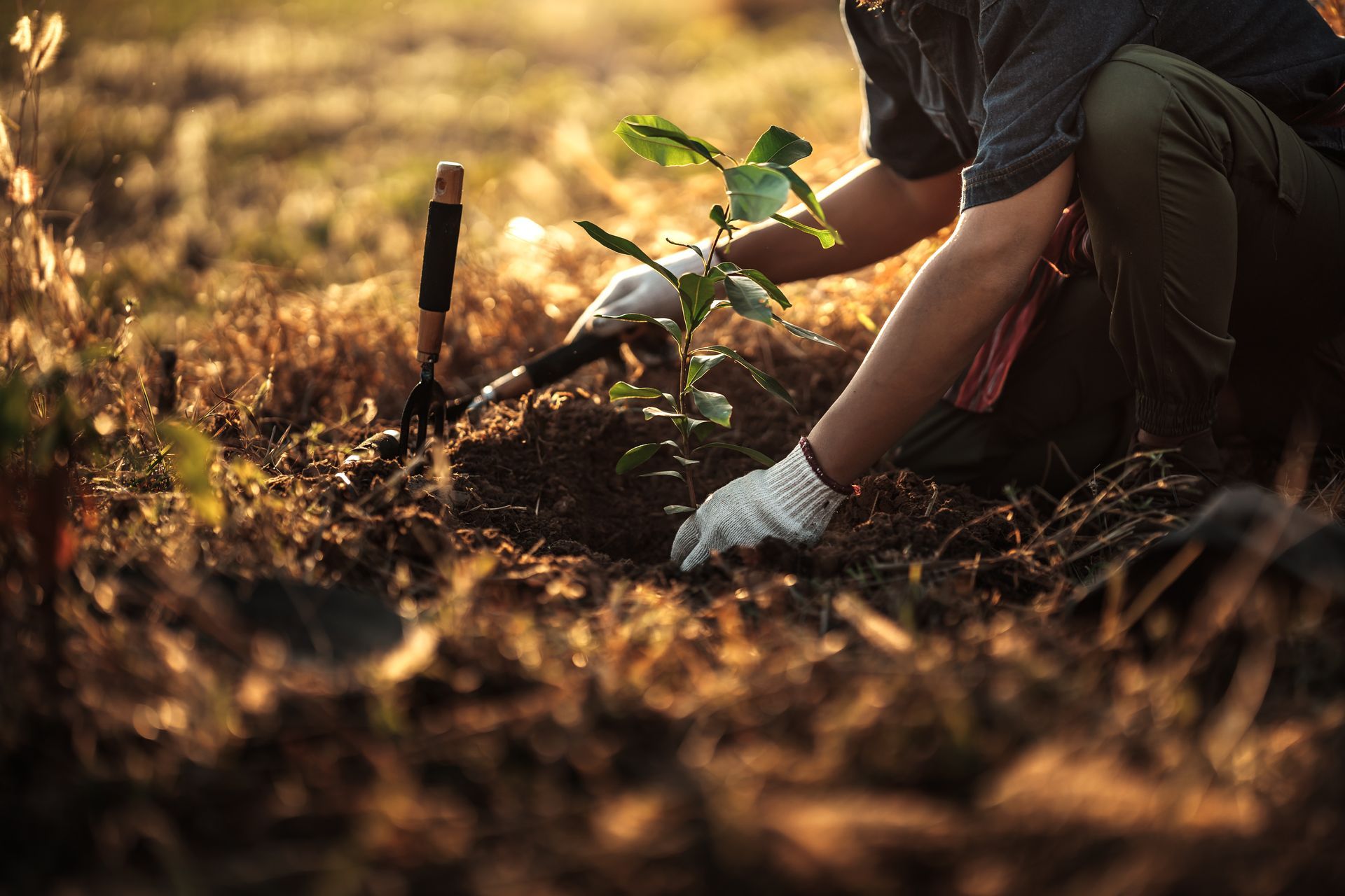 Tree Services