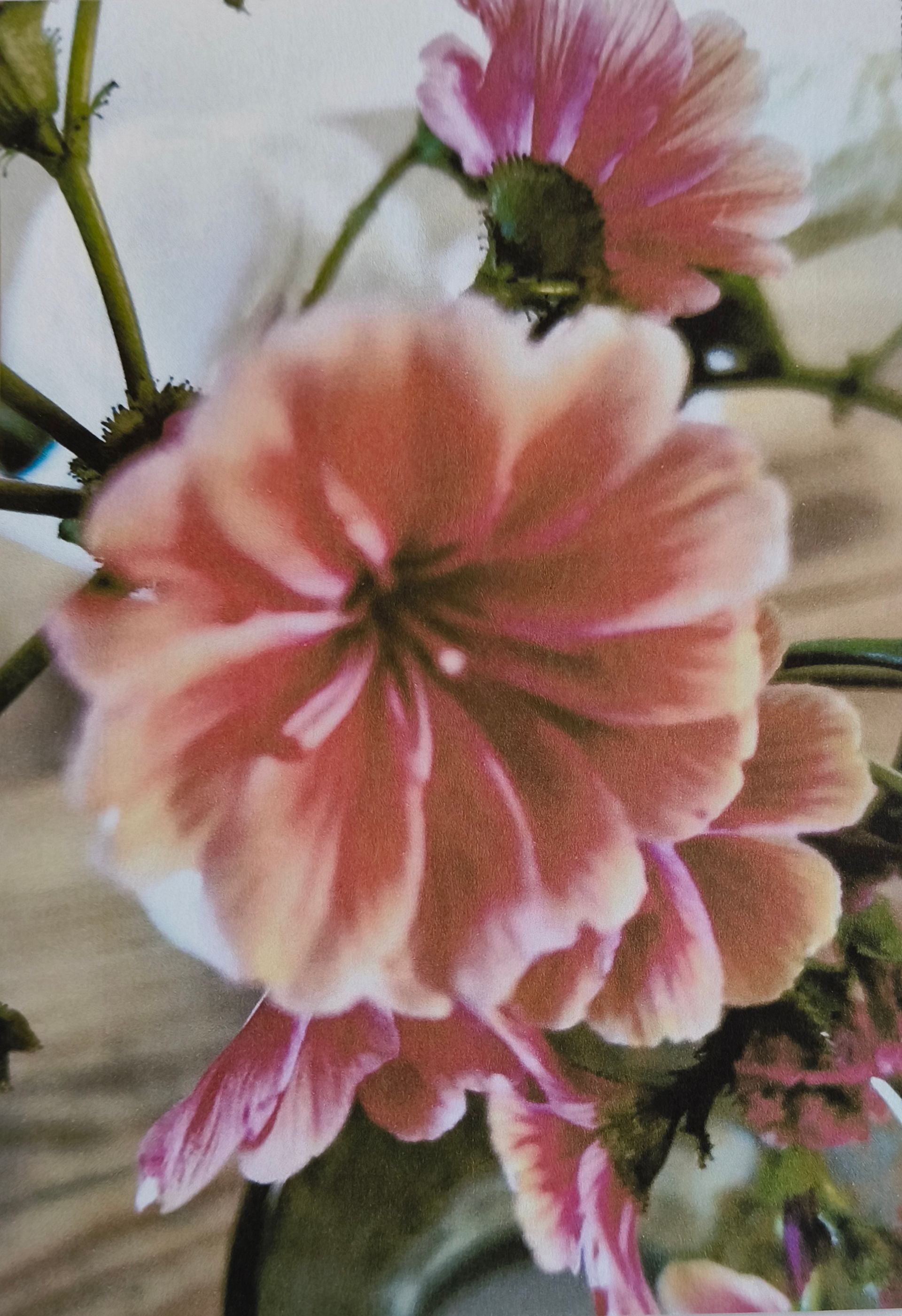 post kaart van close-up van roze en zacht oranje bloemen met meerdere bloemblaadjes en zichtbare meeldraden.