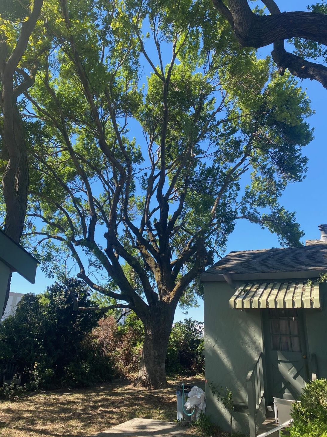 Large leafy tree in a backyard beside a small house under a bright blue sky