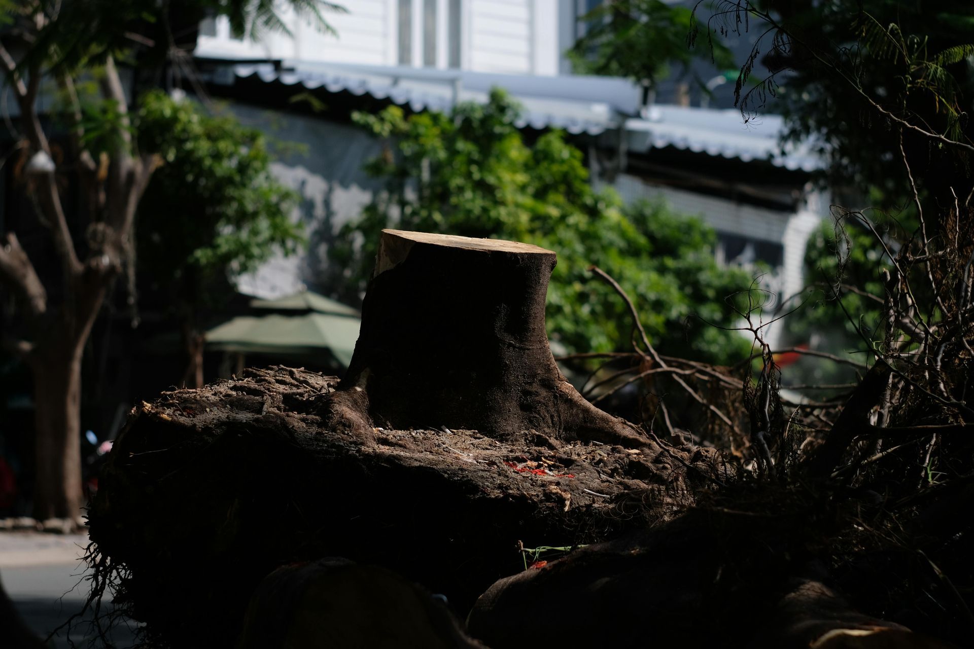 Cut tree stump in a shaded garden with greenery and a building in the background