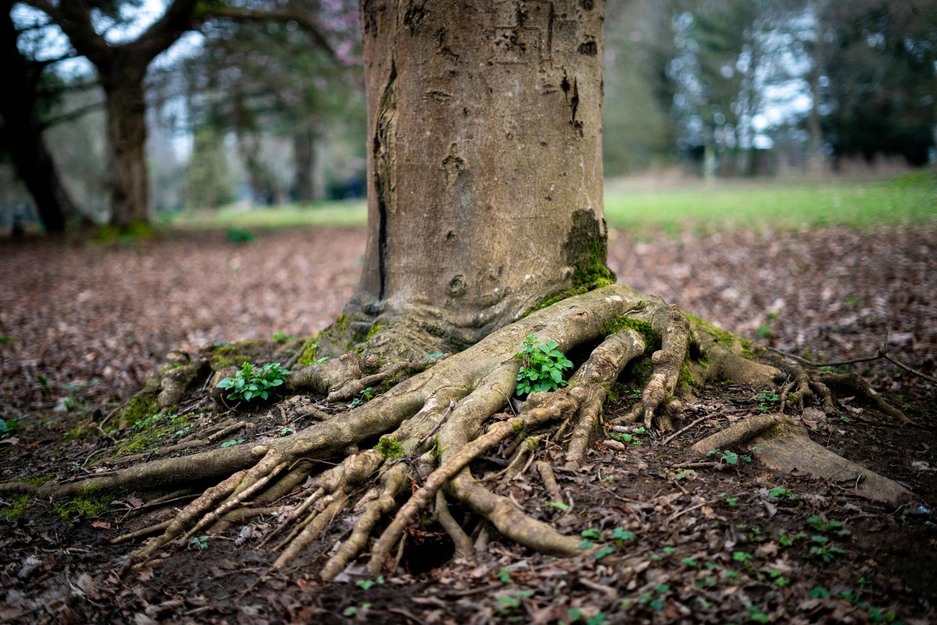 Tree trunk with exposed roots in a wooded park, surrounded by leaf-covered ground.
