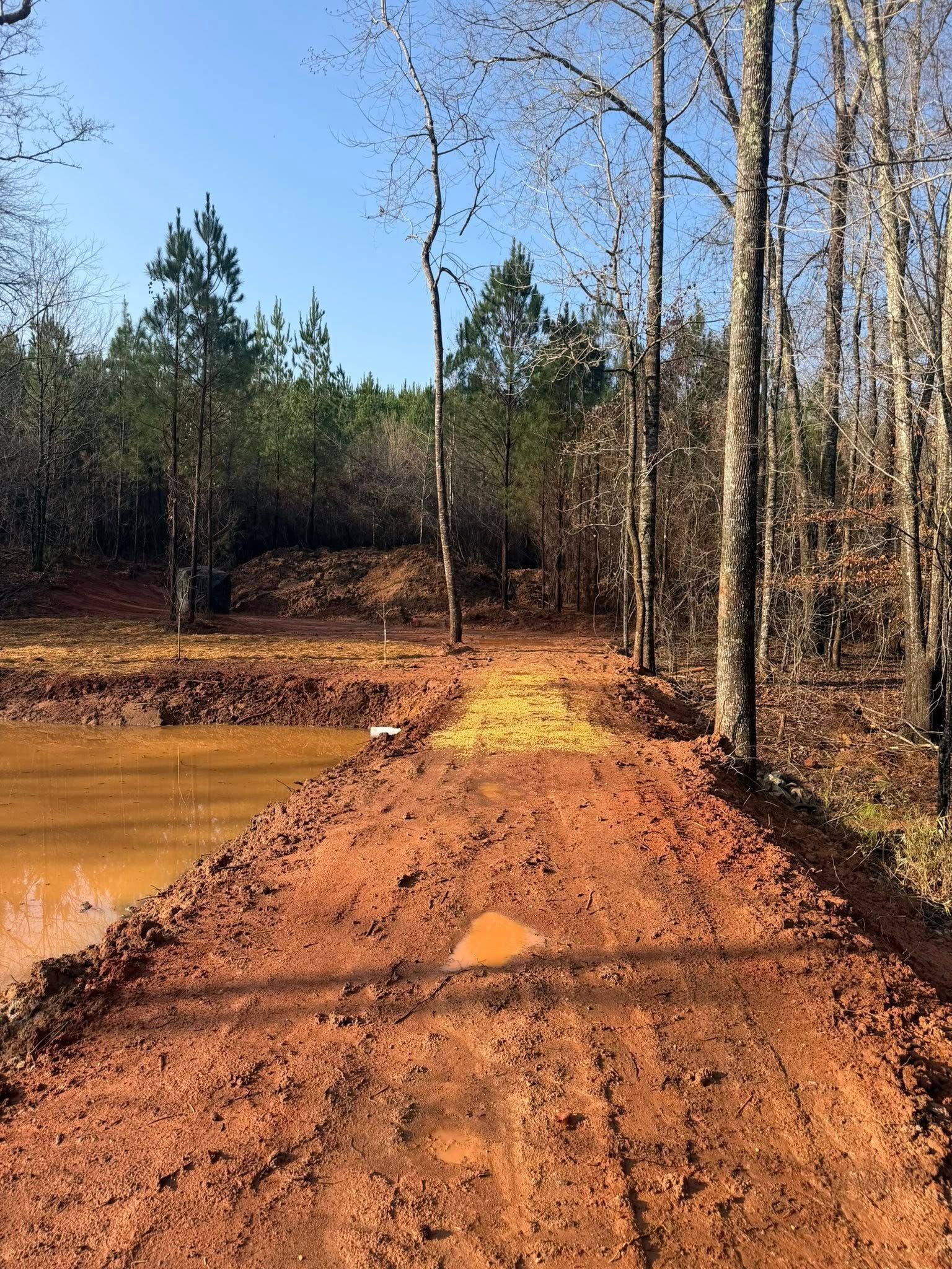 Dirt road beside muddy water in a pine forest under a clear blue sky
