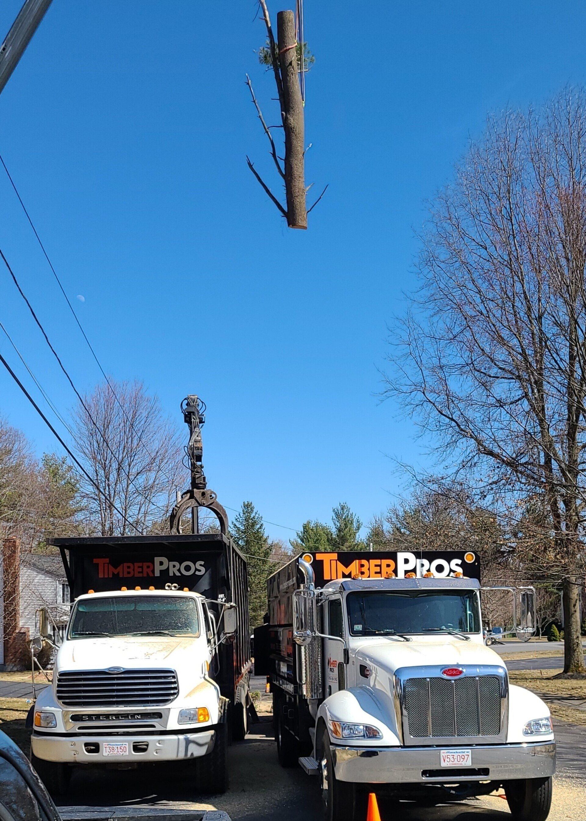 tree removal - tree pruning - crane services - lot clearing - hazardous tree removal  - timber pros - near me - Central MA