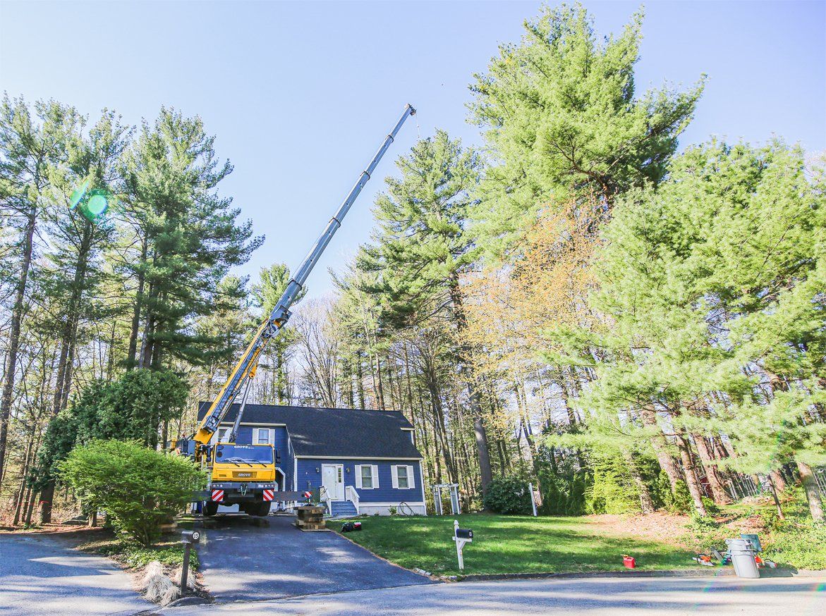 tree removal - tree pruning - crane services - lot clearing - stump grinding - timber pros  - Central MA
