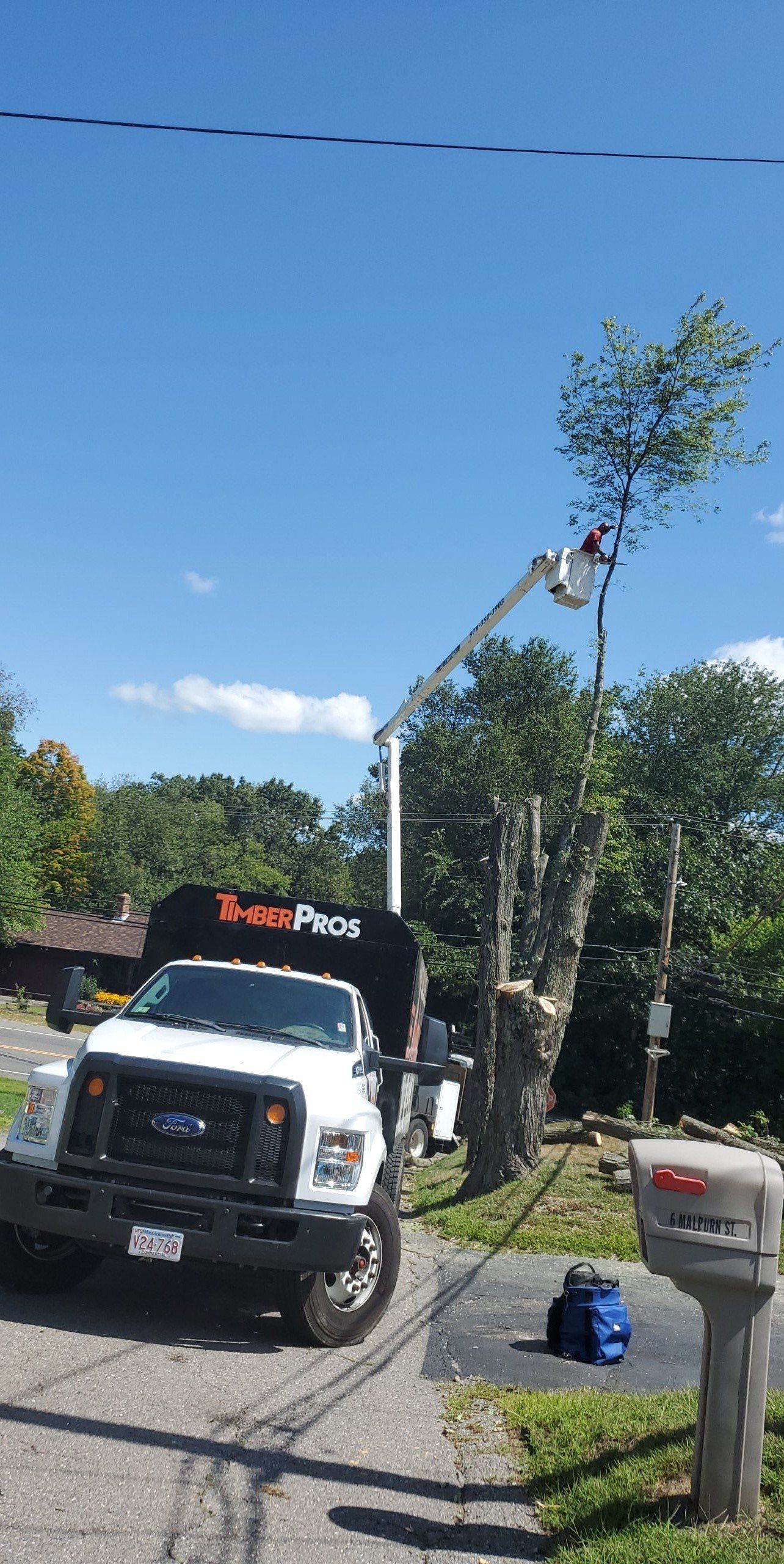tree removal - tree pruning - crane services - lot clearing - stump grinding - timber pros  - Central MA
