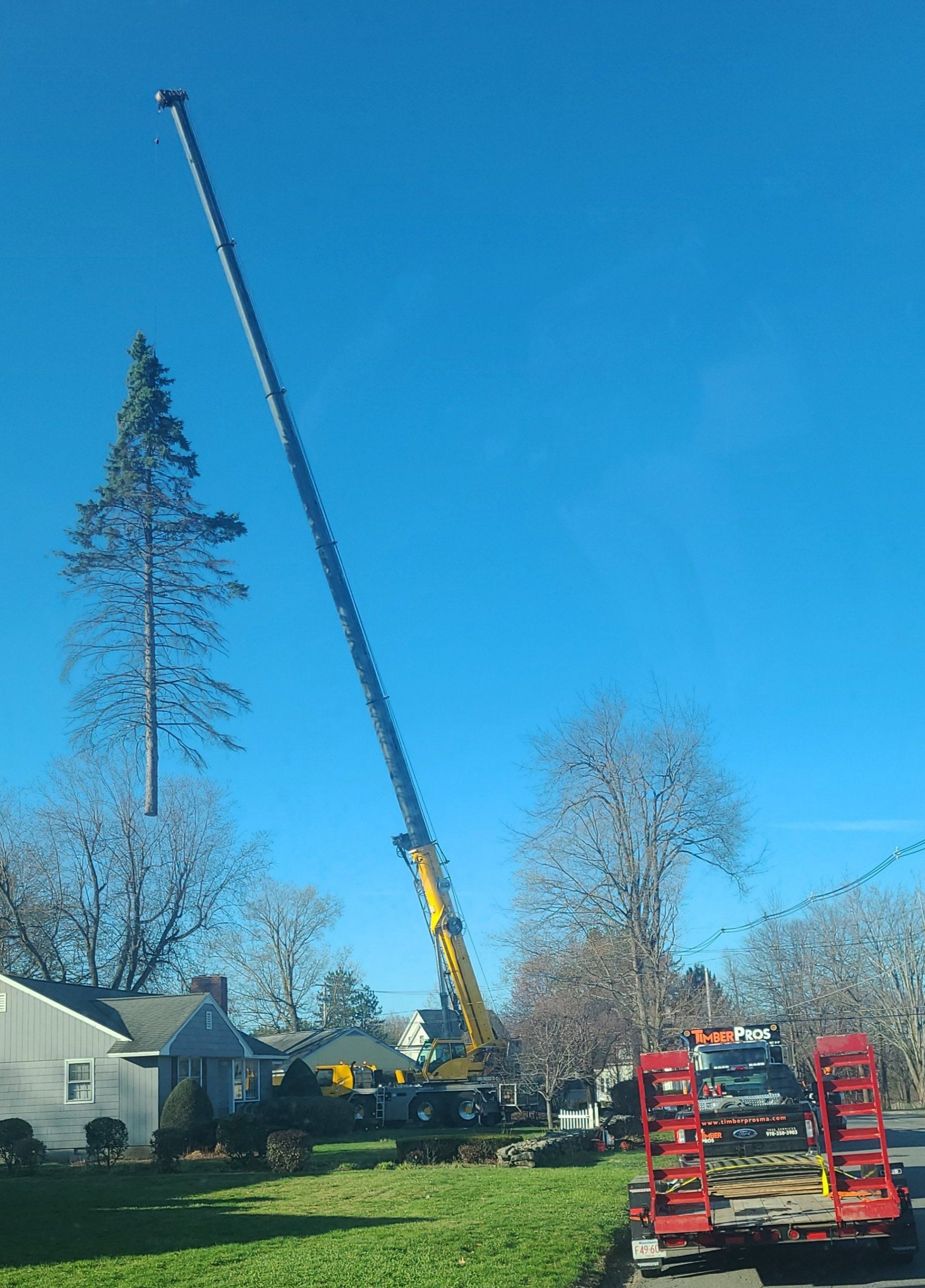 tree removal - tree pruning - crane services - lot clearing - stump grinding - timber pros  - Central MA