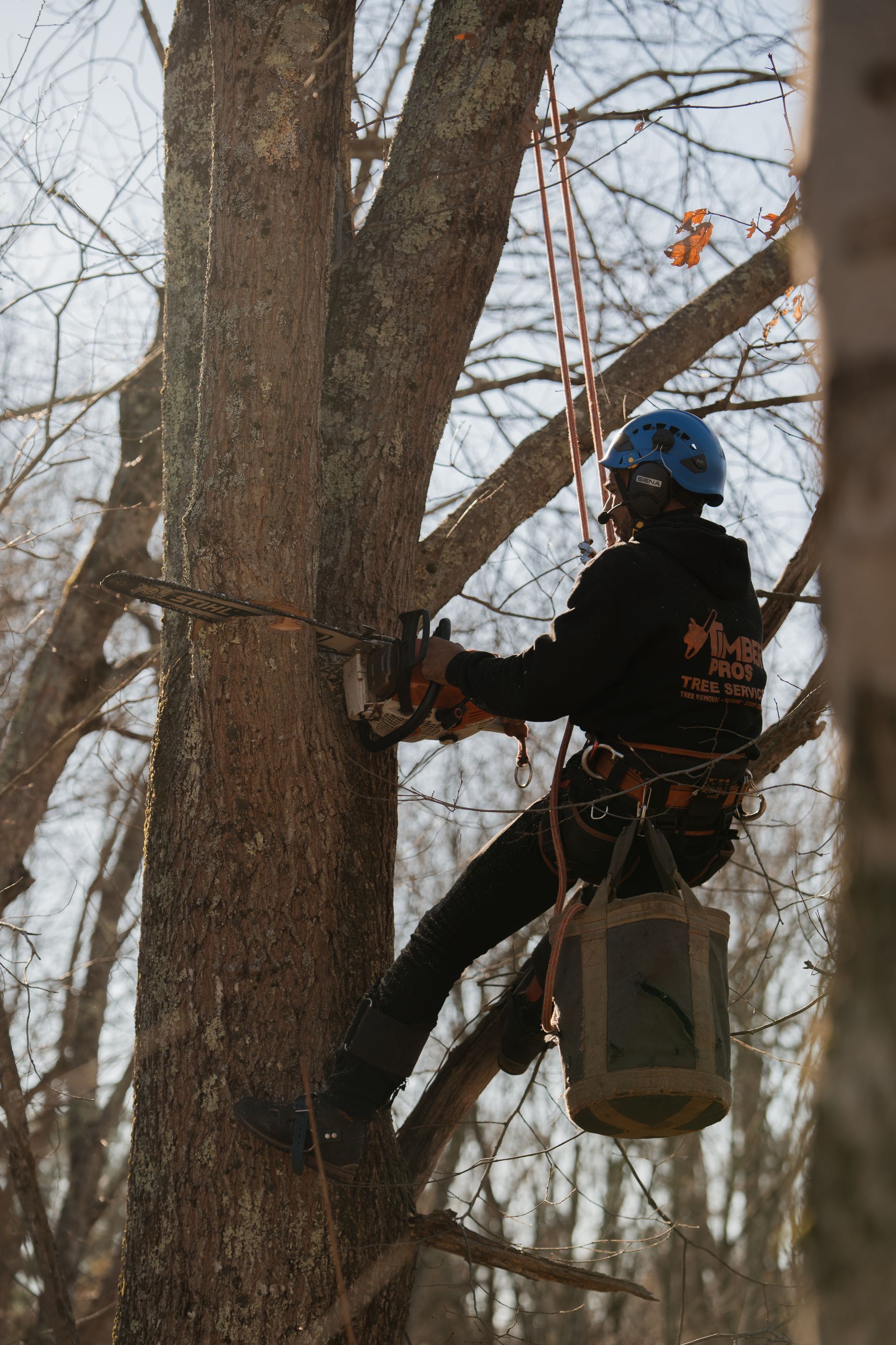 tree removal - tree pruning - crane services - lot clearing - hazardous tree removal  - timber pros - near me