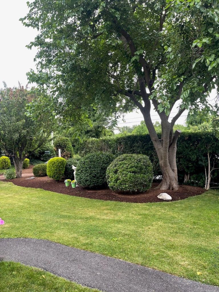 tree removal - tree pruning - crane services - lot clearing - stump grinding - timber pros  - Central MA