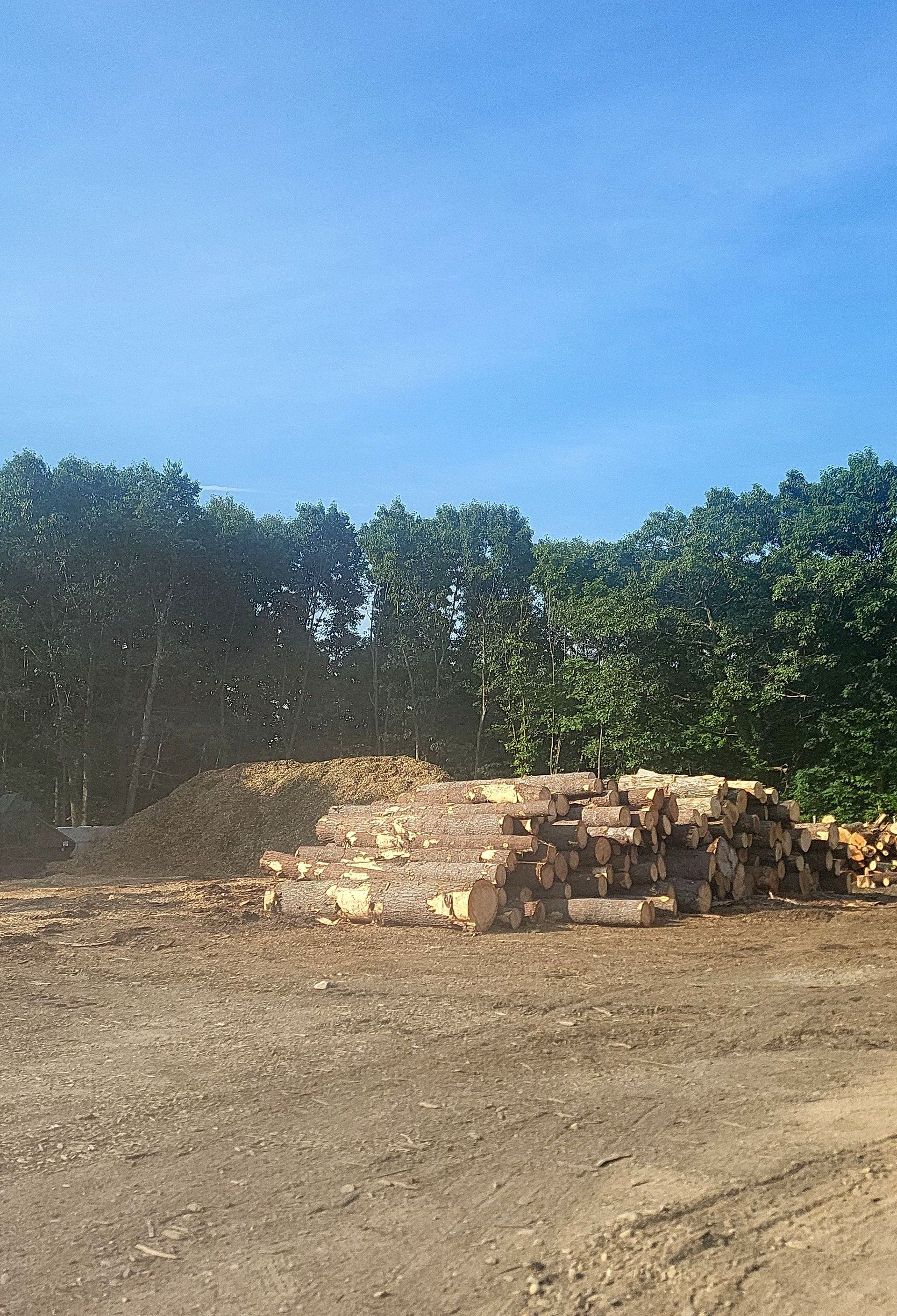 tree removal - tree pruning - crane services - lot clearing - hazardous tree removal  - timber pros - near me - Central MA