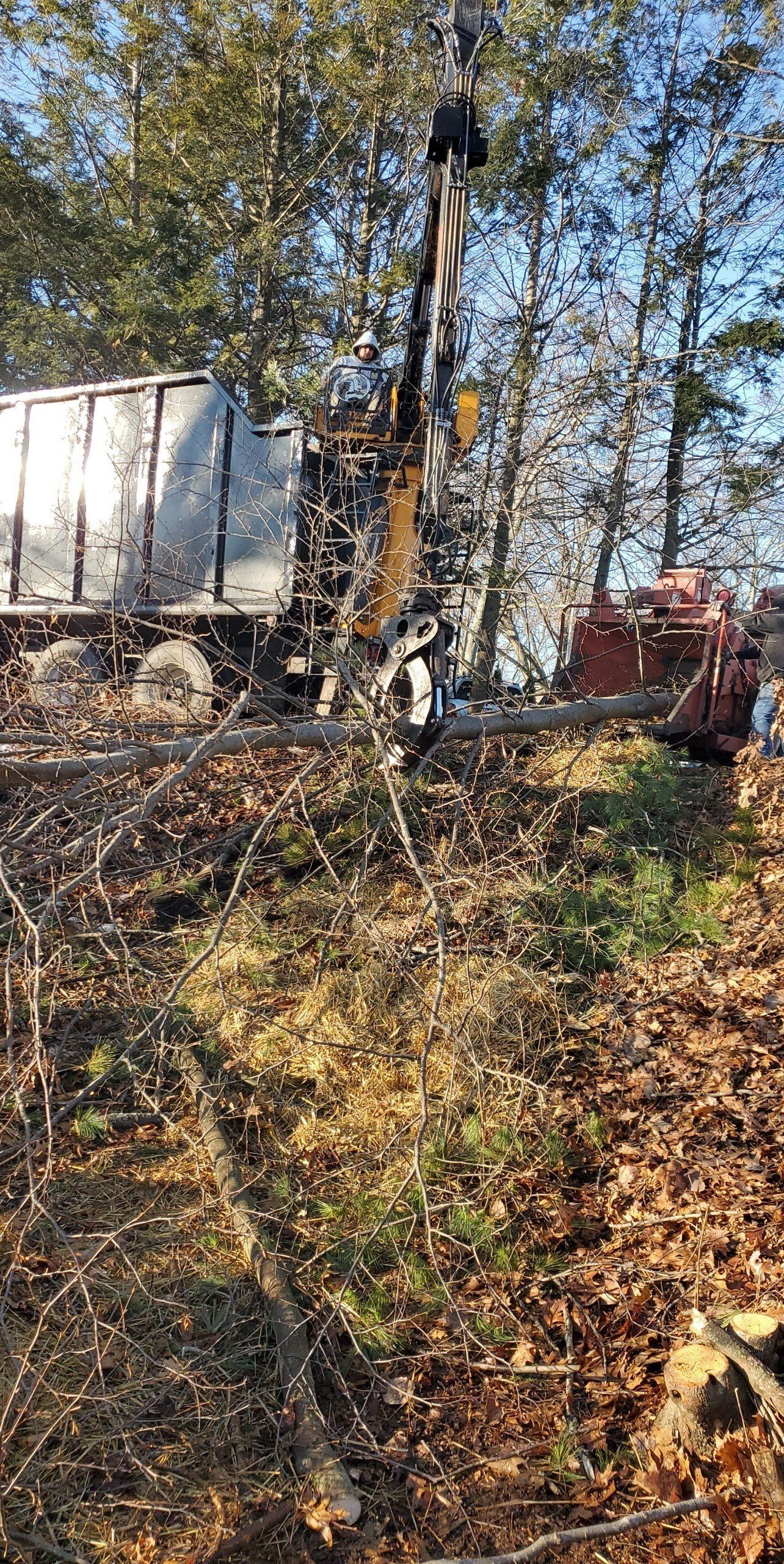tree removal - tree pruning - crane services - lot clearing - hazardous tree removal 