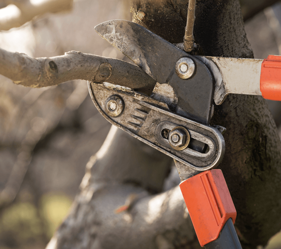 tree removal - tree pruning - crane services - lot clearing - hazardous tree removal