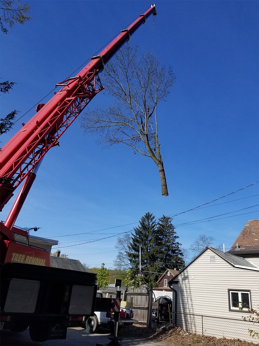 Timber Pros Tree Service Services | Timber Pros | Leominster, MA Tree Services