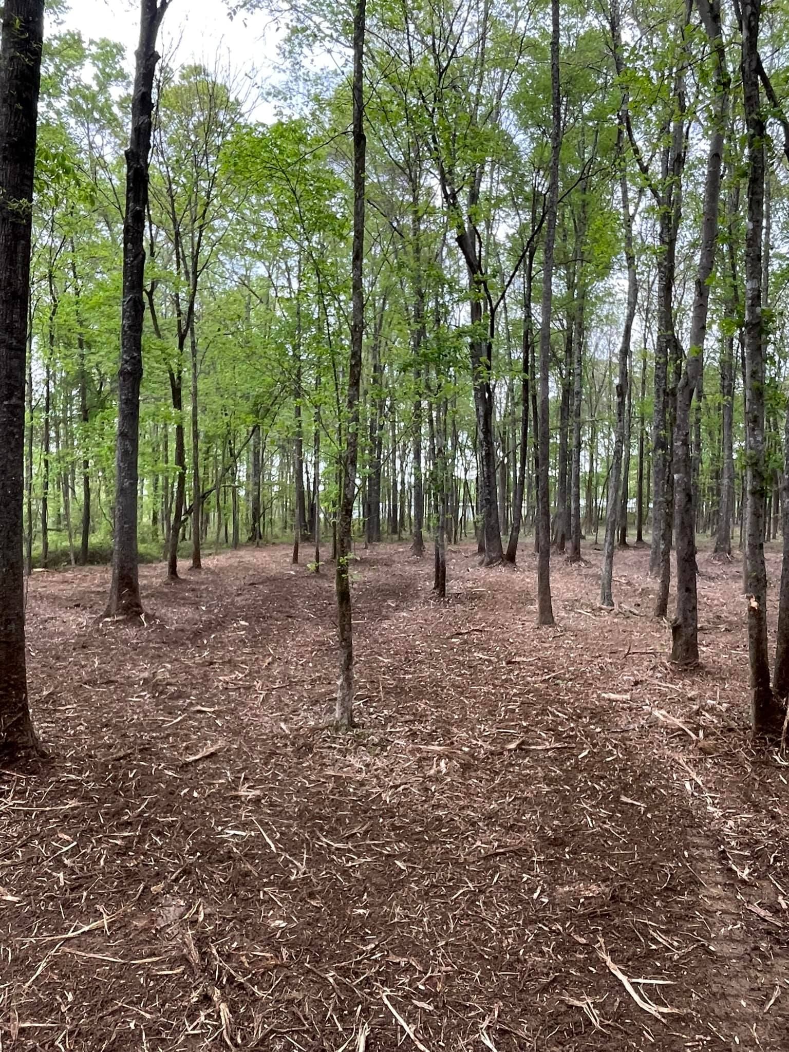 A dense forest of tall, slender trees with light green leaves and a ground covered in brown, fallen leaves.