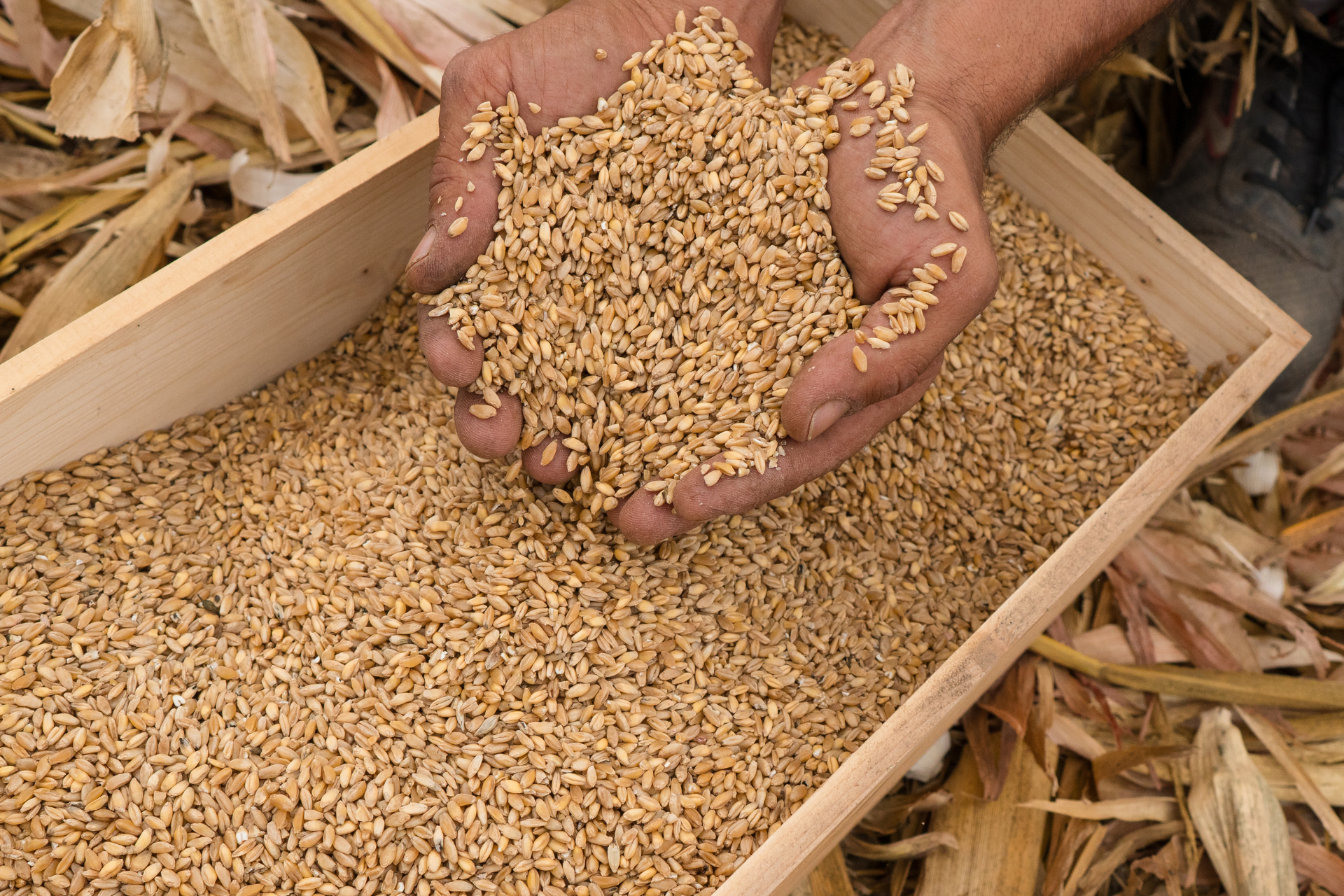 Hands scooping grain from a wooden bin amid husks and dry stalks