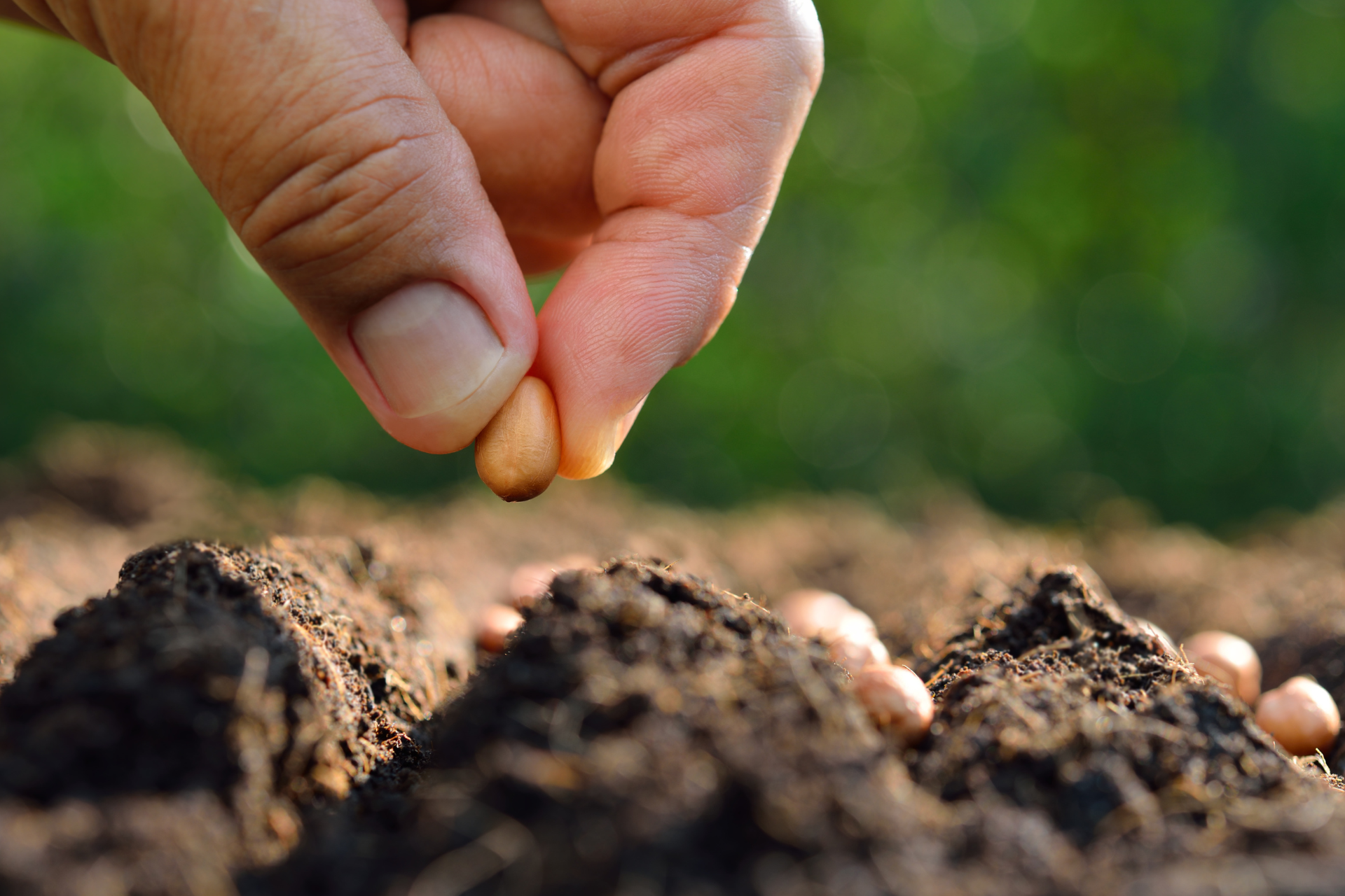 Hand planting a seed into dark soil in a garden bed