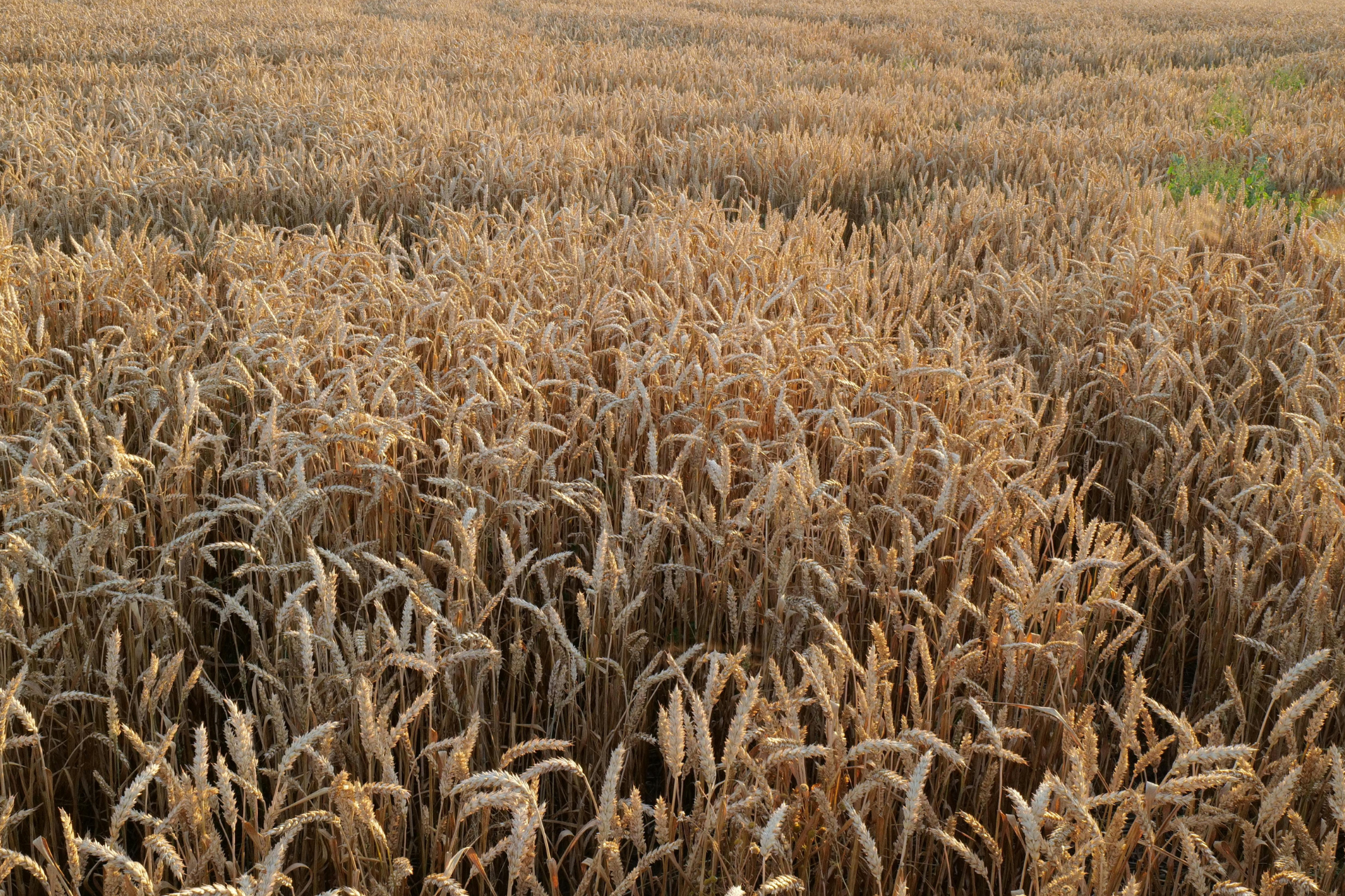 Dry, golden wheat field stretching into the distance under overcast skies