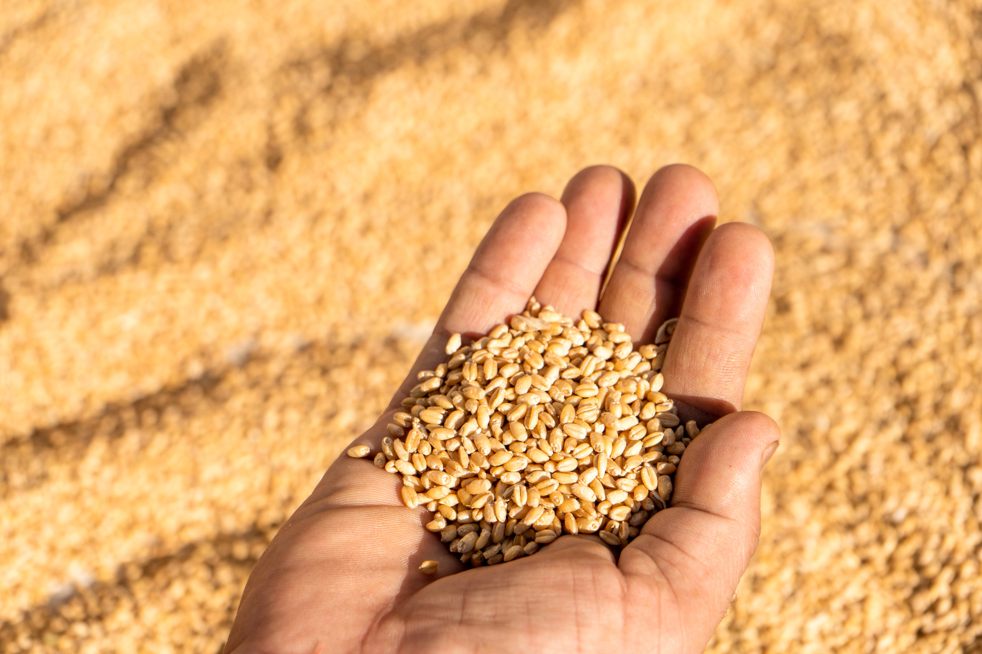 Hand holding a pile of wheat grains over a field of harvested grain
