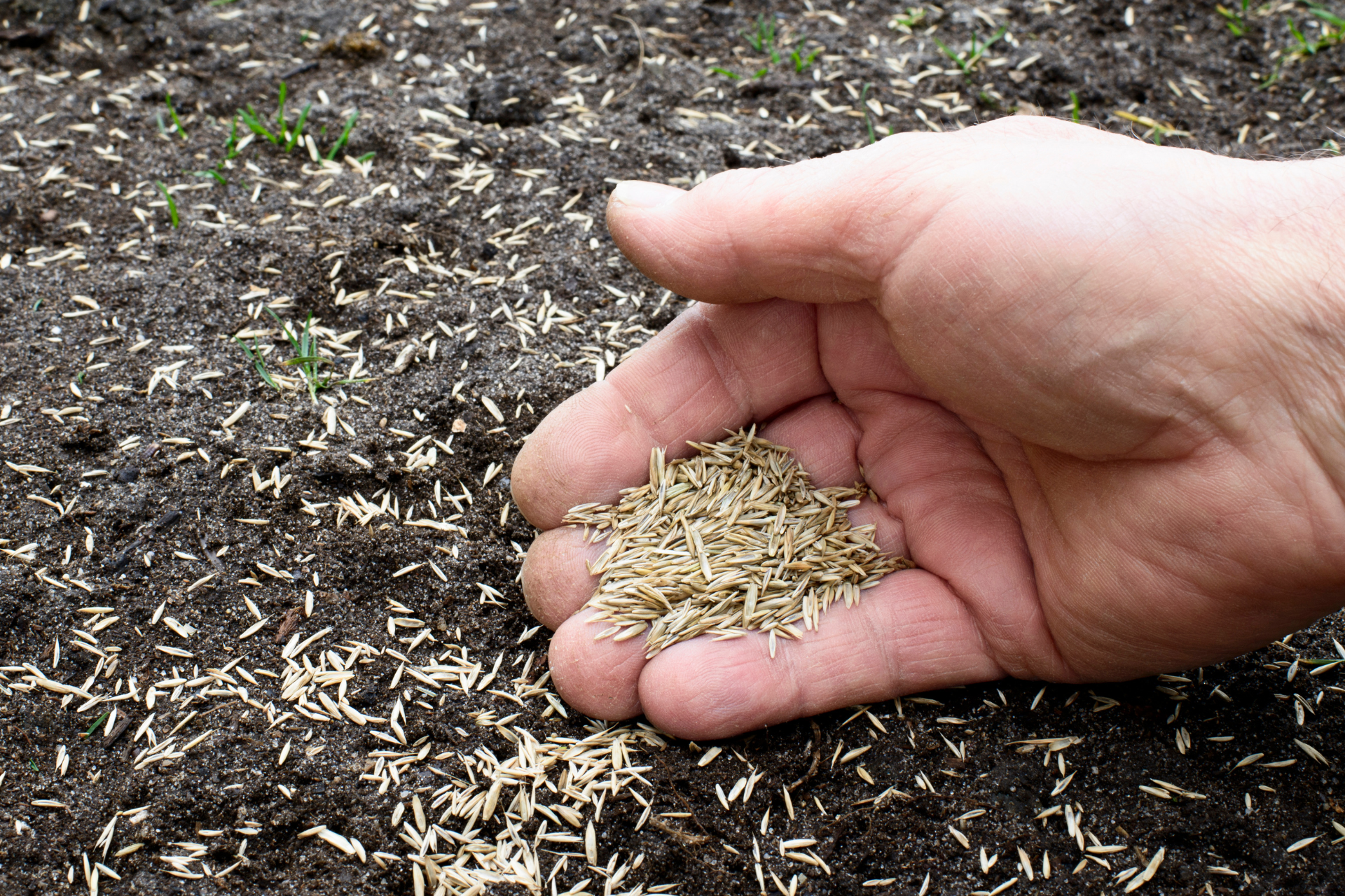 Hand sprinkling seeds over dark soil in a garden bed