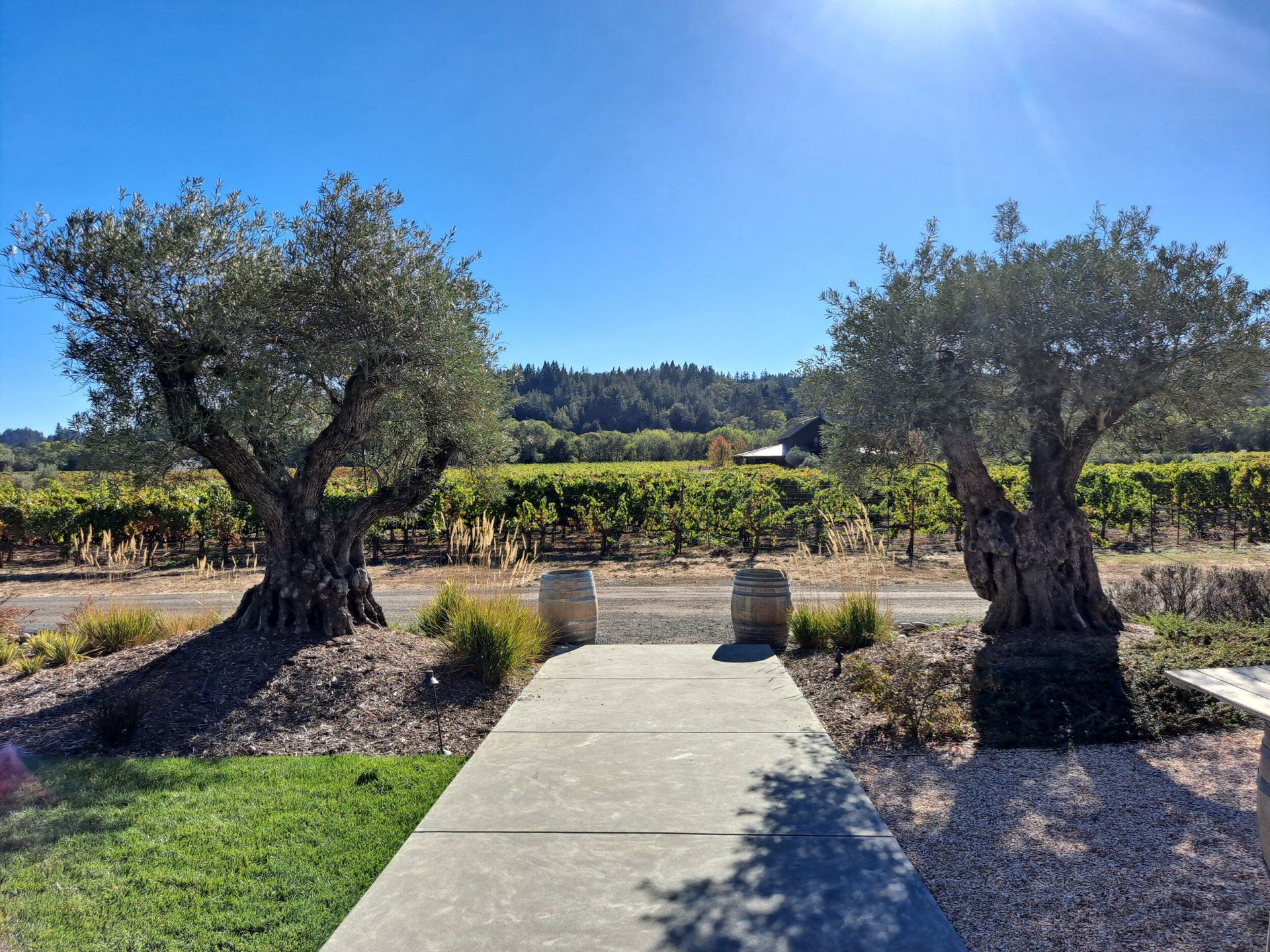 A concrete walkway leading to a vineyard with two olive trees in the foreground.