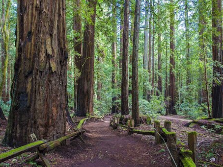 A path in the middle of a forest with trees and a wooden fence.