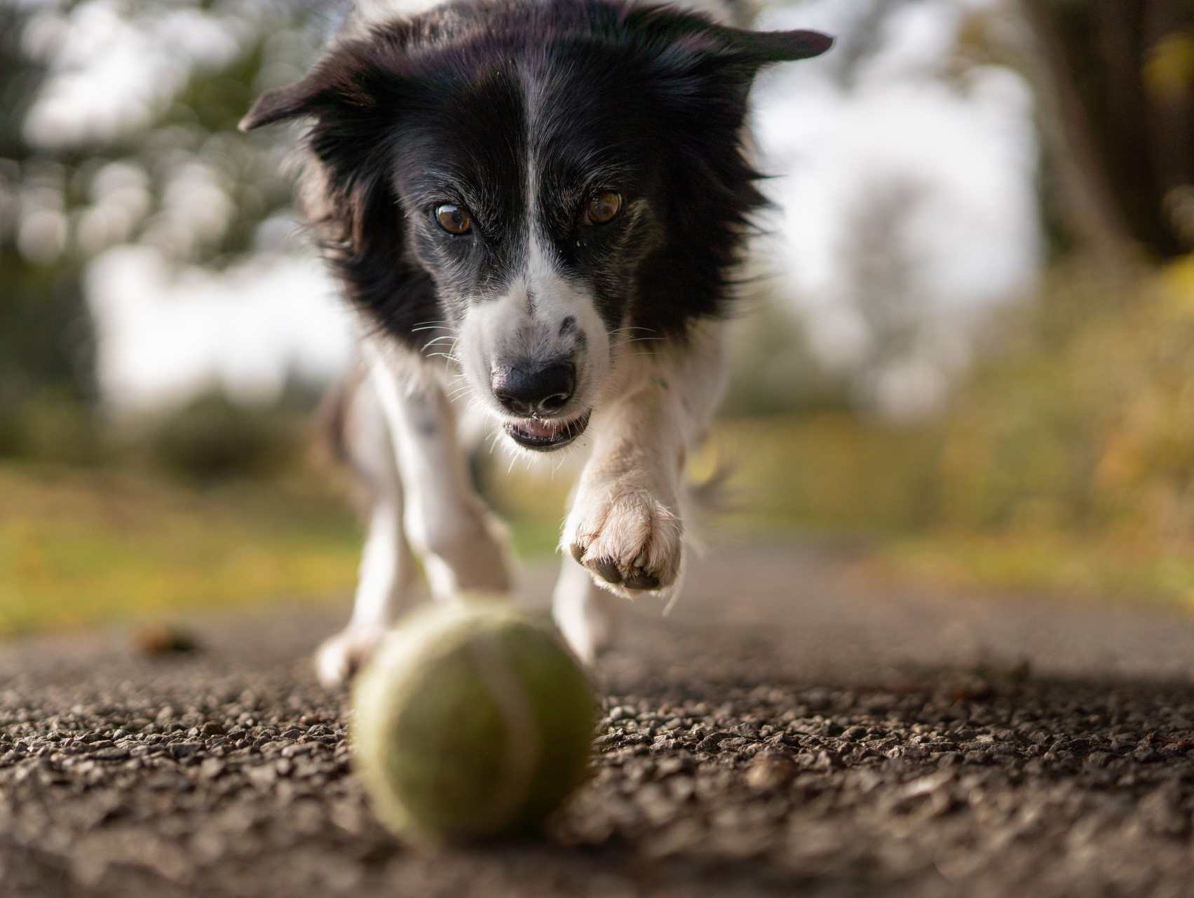 A black and white dog is running towards a tennis ball.