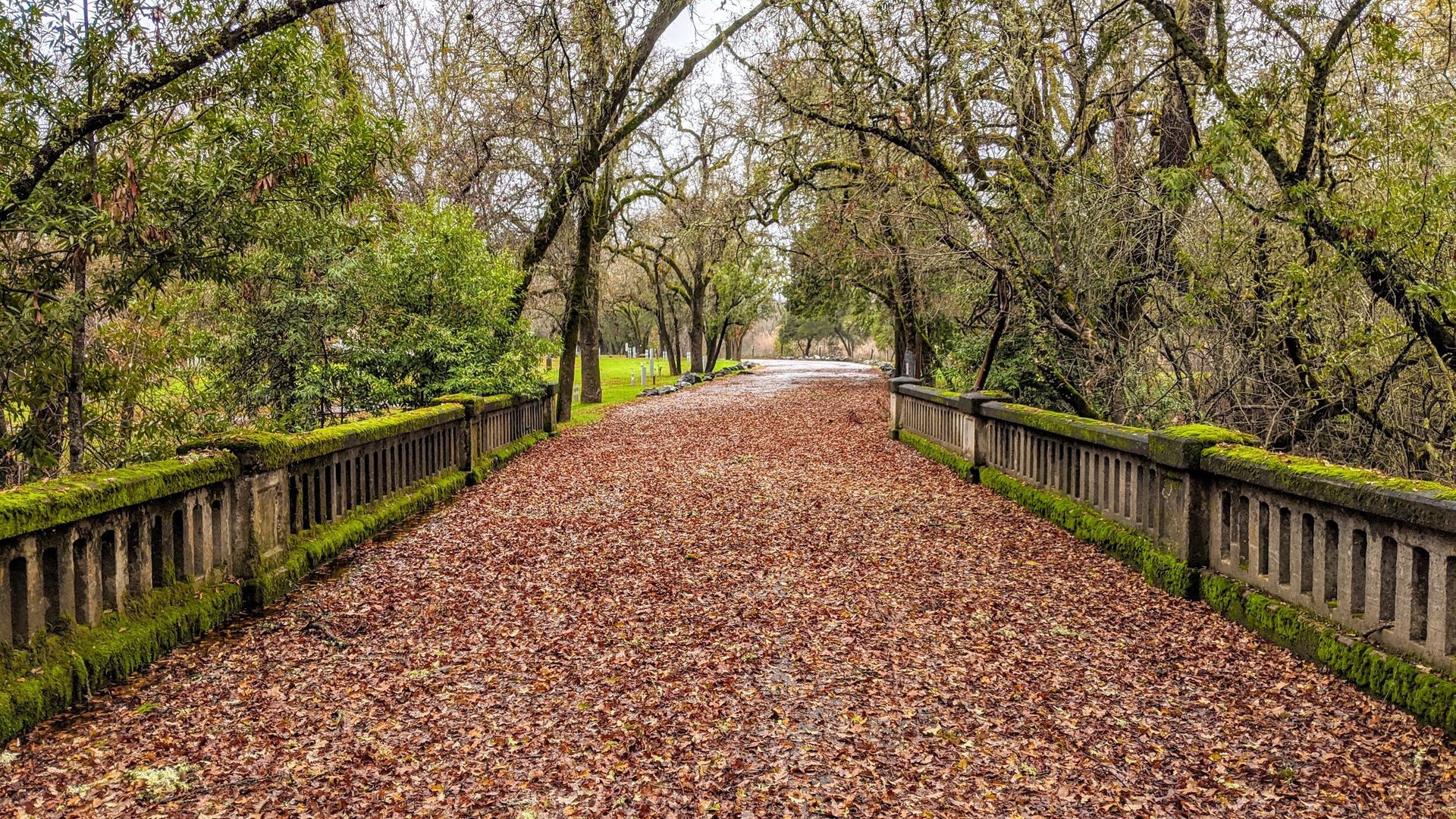 A path covered in leaves in a park with trees on both sides.
