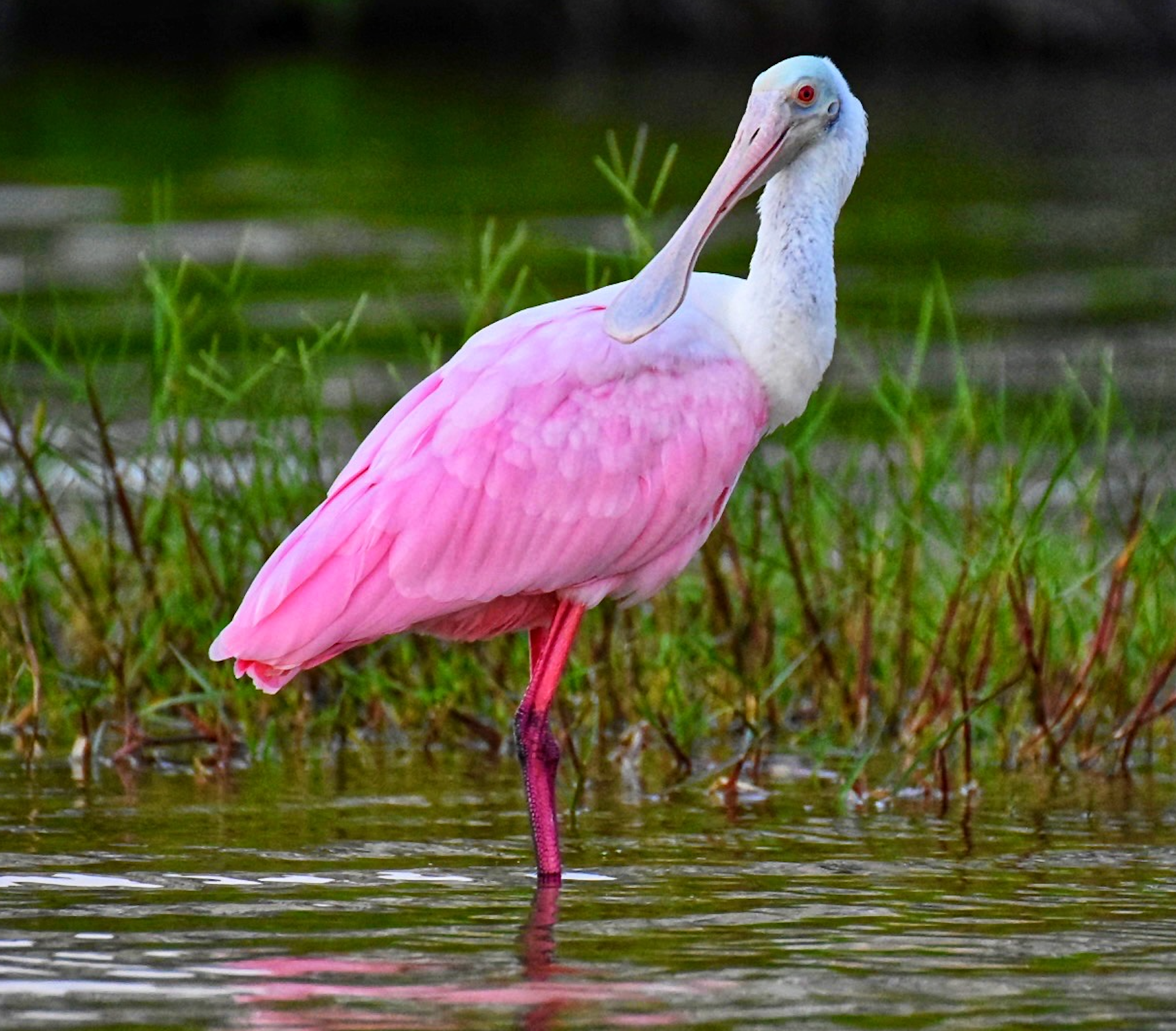 A pink and white bird with a long beak is standing in the water.