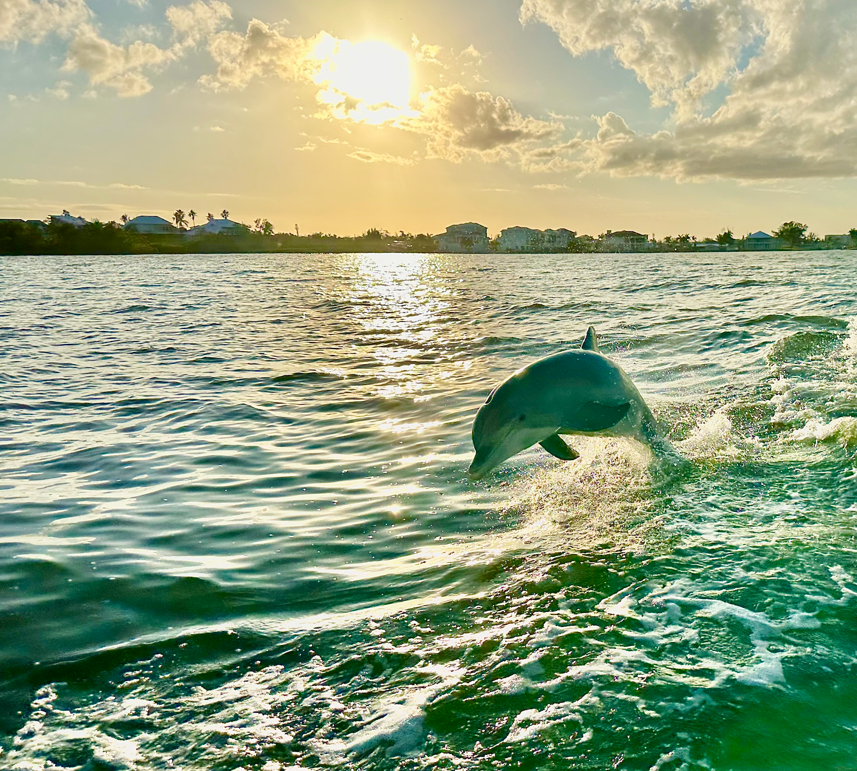 A dolphin is jumping out of the water at sunset