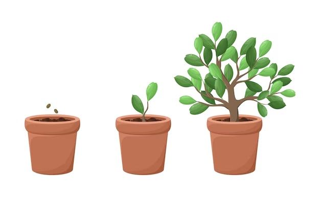 Three potted plants with green leaves are growing in different stages.