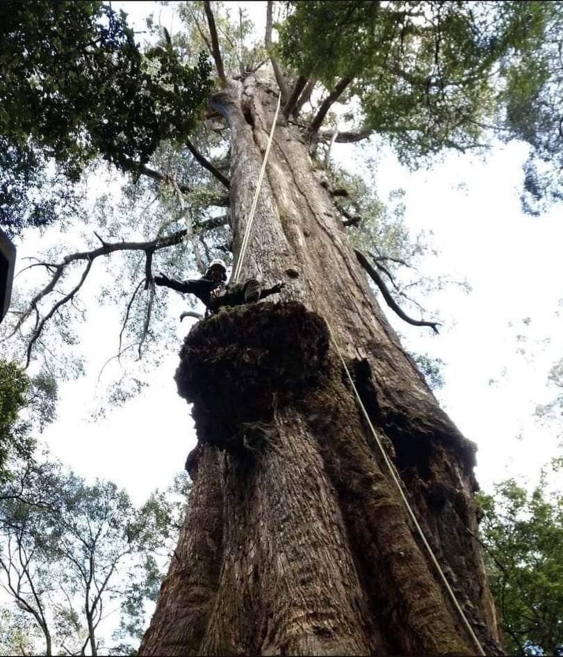 A Large Tree with a Man on Top | Wynyard, Tas | Arborimage