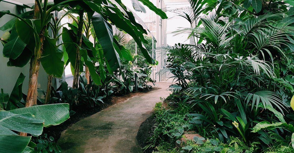A path in a greenhouse surrounded by lots of plants and trees.