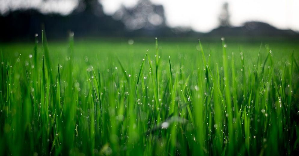 A close up of a field of green grass with water drops on it.