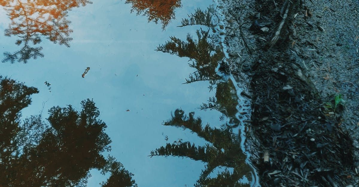 A reflection of trees in a puddle of water.
