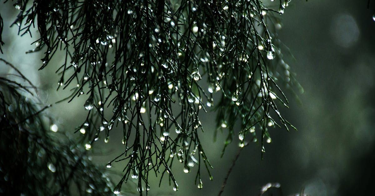 A close up of a tree branch with rain drops on it.