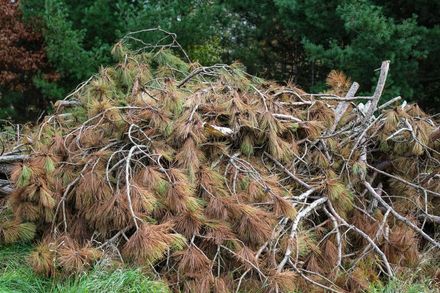 A large pile of dry, brown pine branches and needles sits on the ground in front of a line of green pine trees.