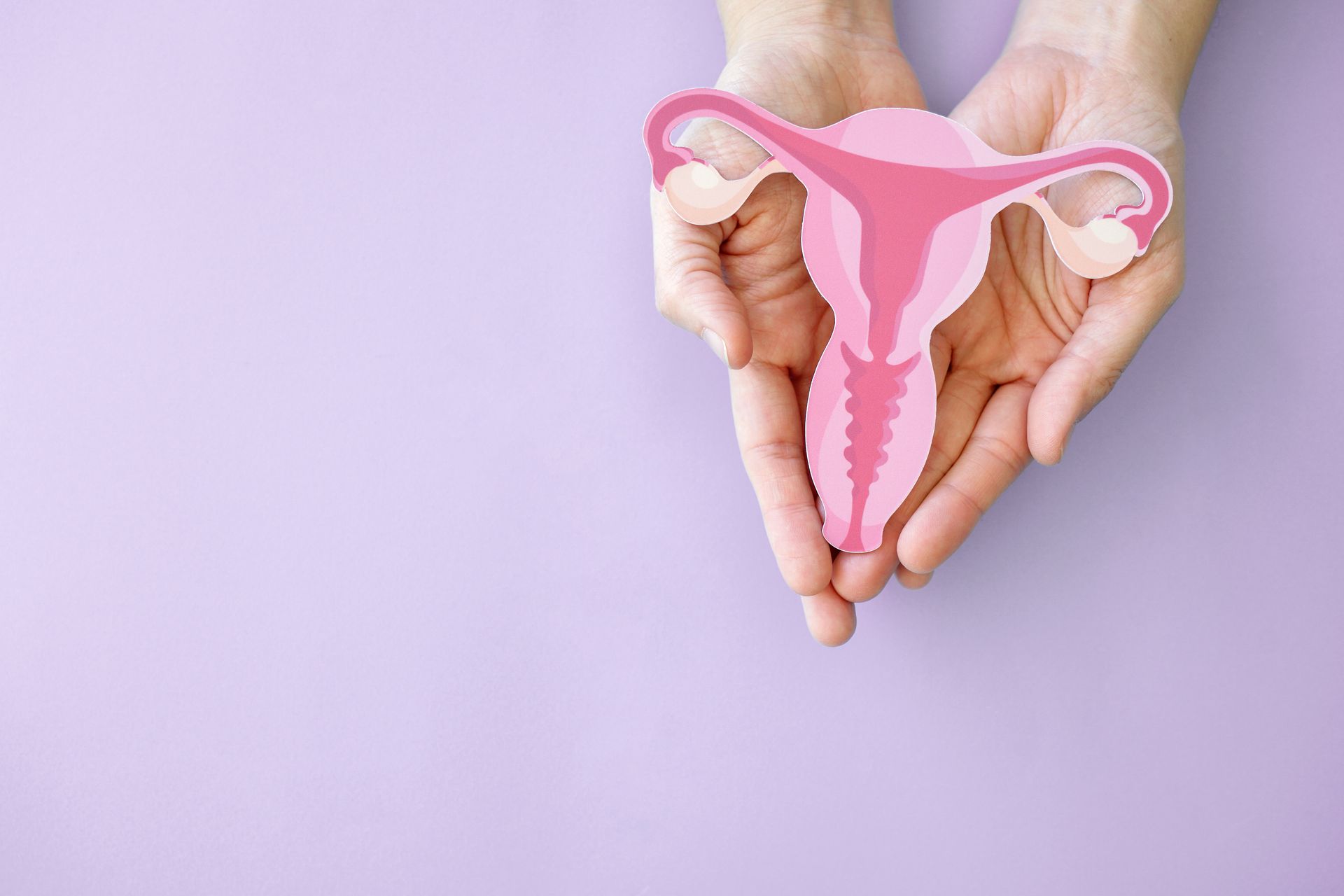 Hands holding a pink uterus illustration on a light purple background