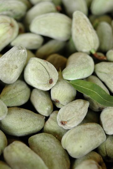 santé naturelle biologique