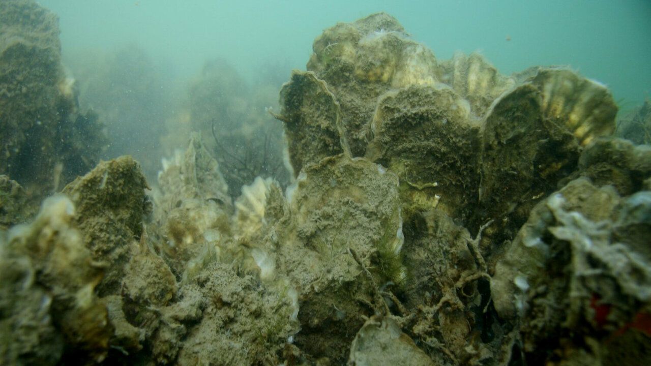 Oyster rehabilitation in the Chesapeake bay