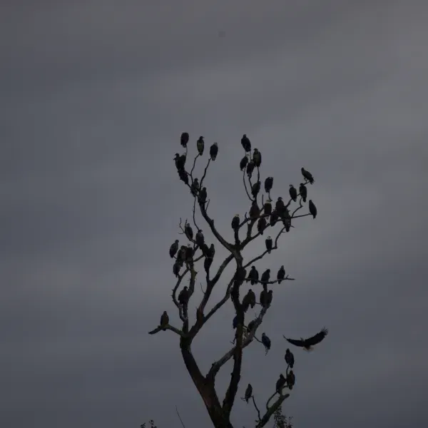 A tree with birds on it against a cloudy sky