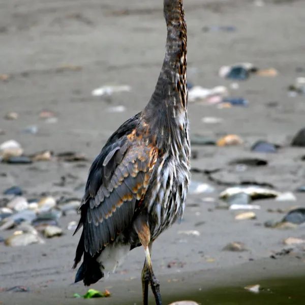 A bird with a long neck is standing on one leg