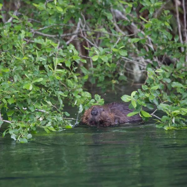 A beaver is swimming in a lake surrounded by trees.