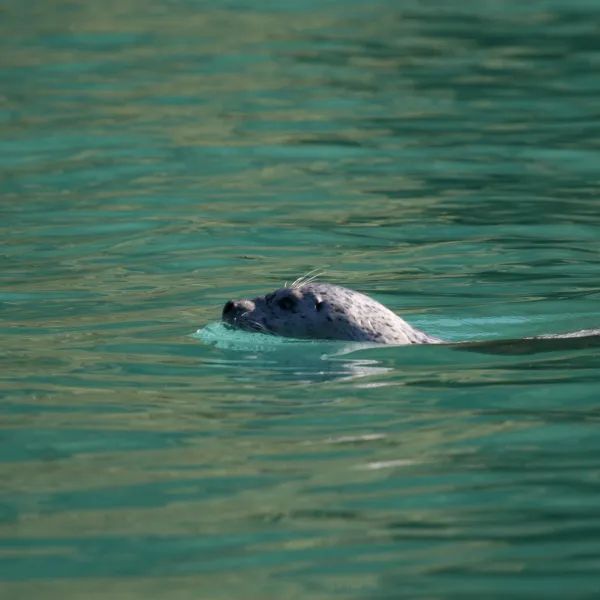 A seal is swimming in the water with its head out of the water.