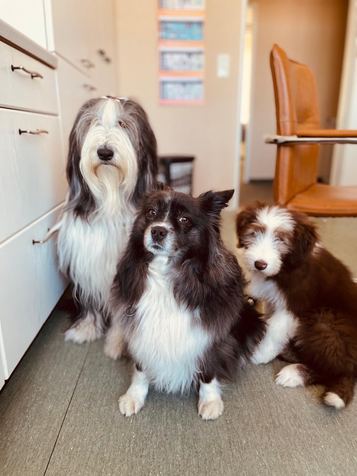 Zwei Hunde sitzen nebeneinander vor einem Bücherregal