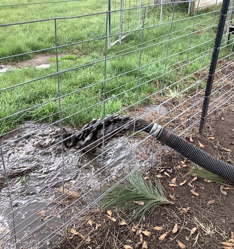 Before farm water | Gippsland, VIC | The Watertank Cleaning Company
