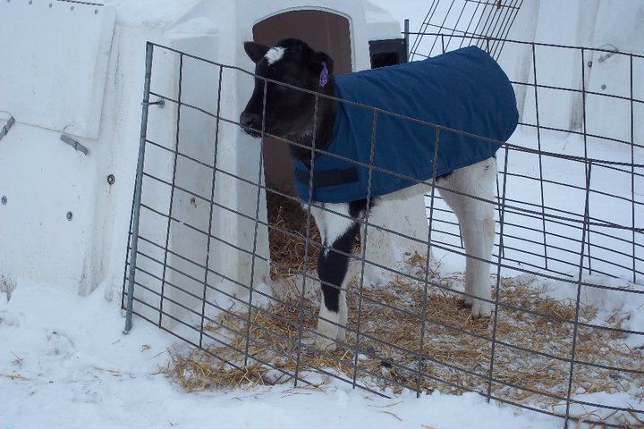 Black-and-white goat in a blue coat standing in a snowy pen behind wire fencing.