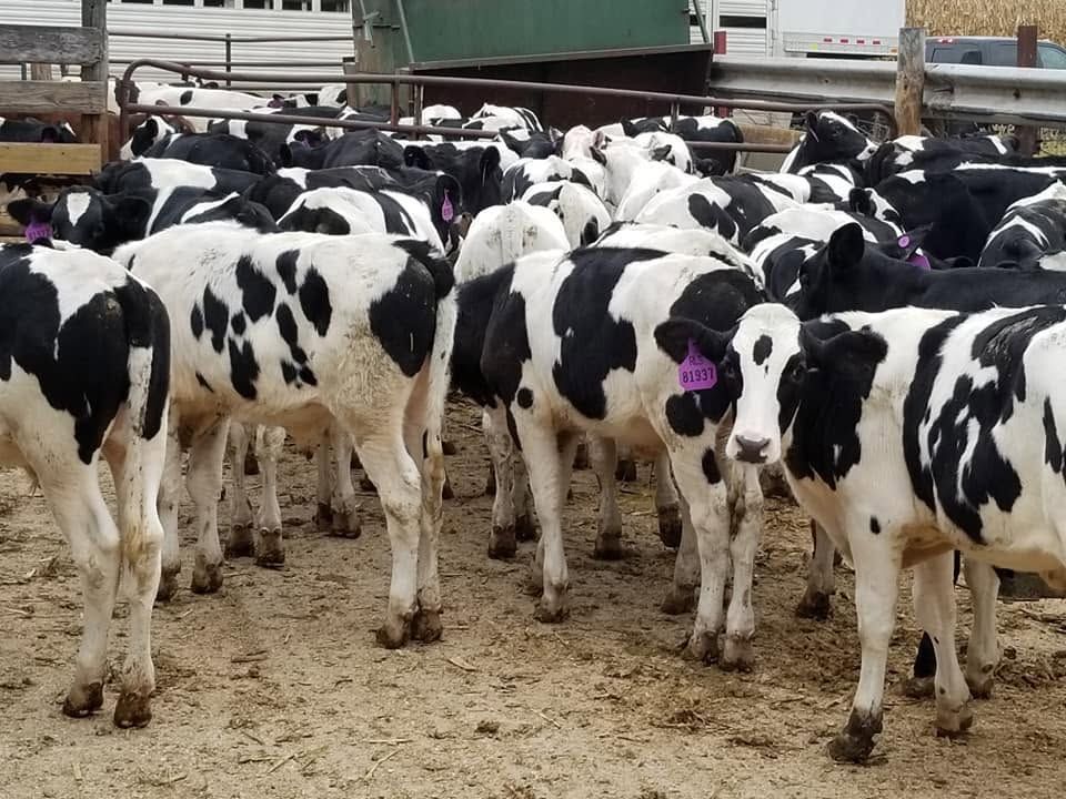 Black-and-white calves standing in a crowded farm pen, some with pink ear tags