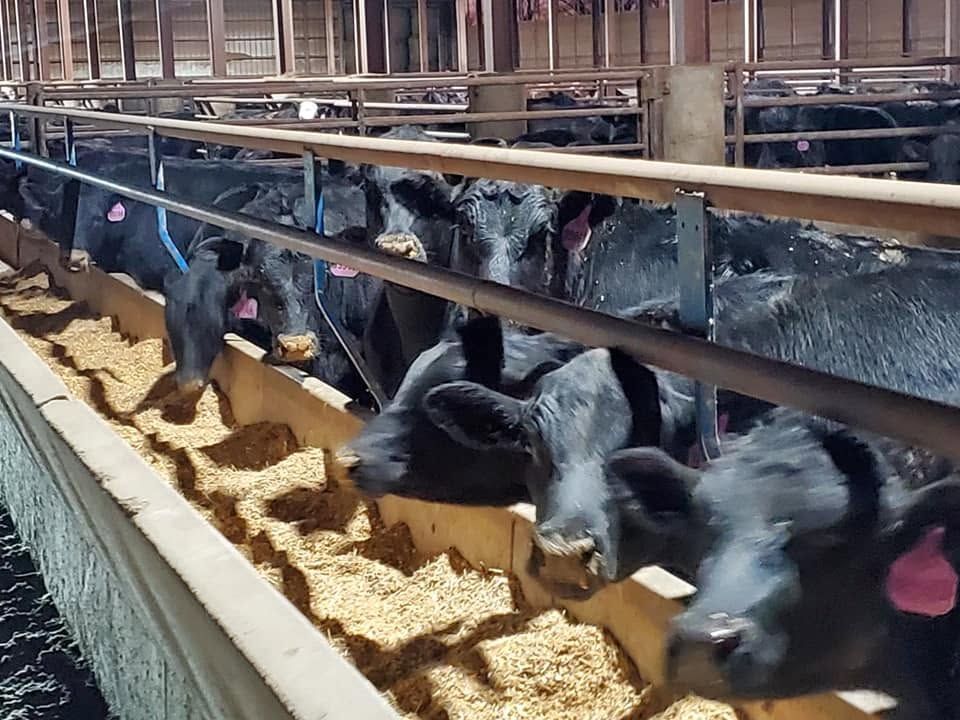 Black cattle feeding at a trough in a barn with metal railings