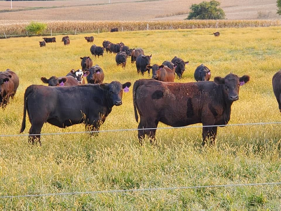 Cows grazing in a green mountain pasture with hills and trees in the background