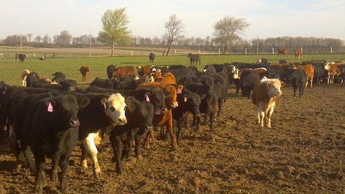 Cattle standing in a muddy field with trees and a fence in the background.